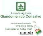 Azienda Agricola Giandomenico Consalvo