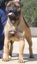 Allevamento Bullmastiff Nightfallking